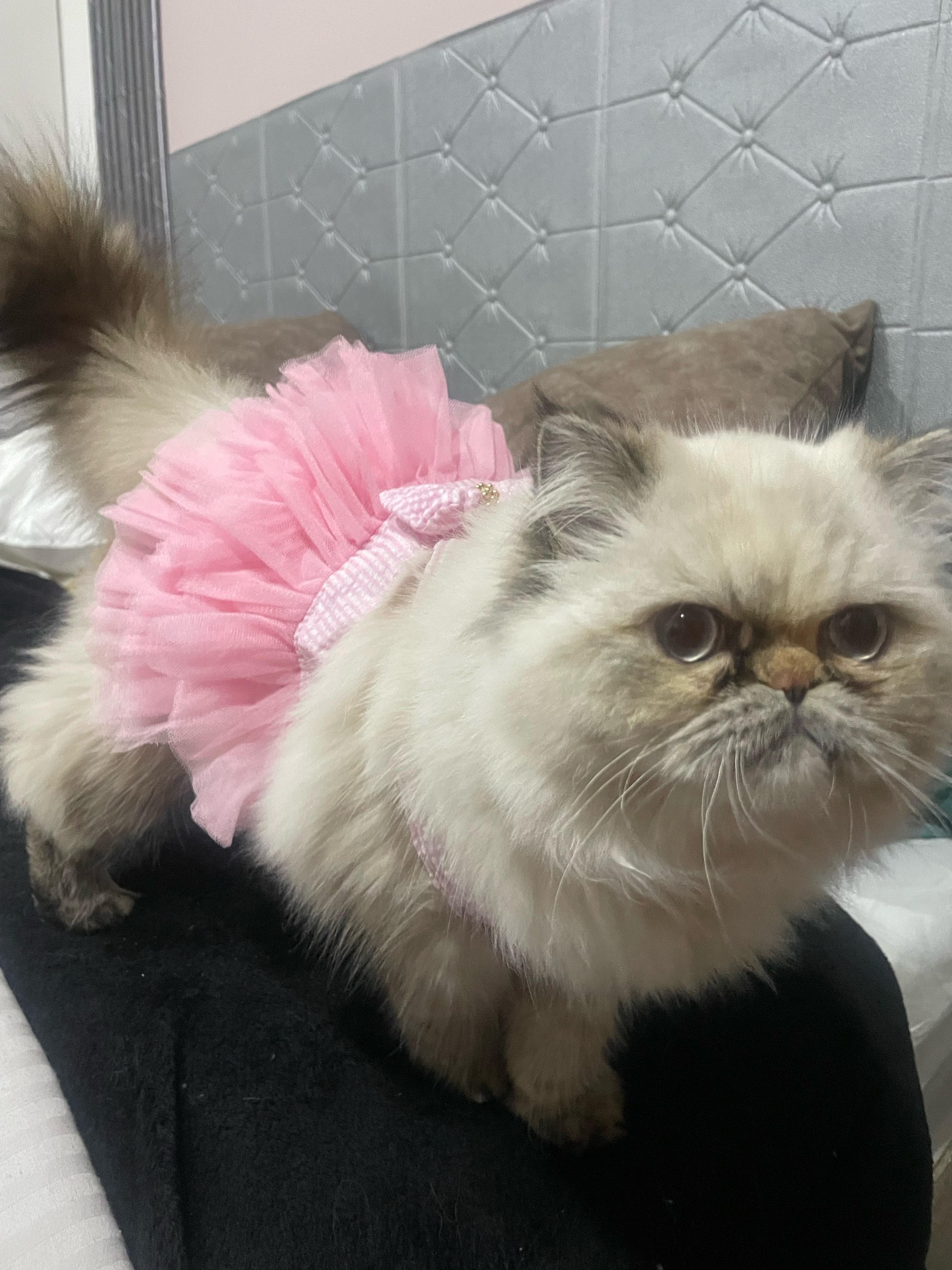 Encuentra a Zoé: Nuestra Gatita Persa Perdida 🐱
