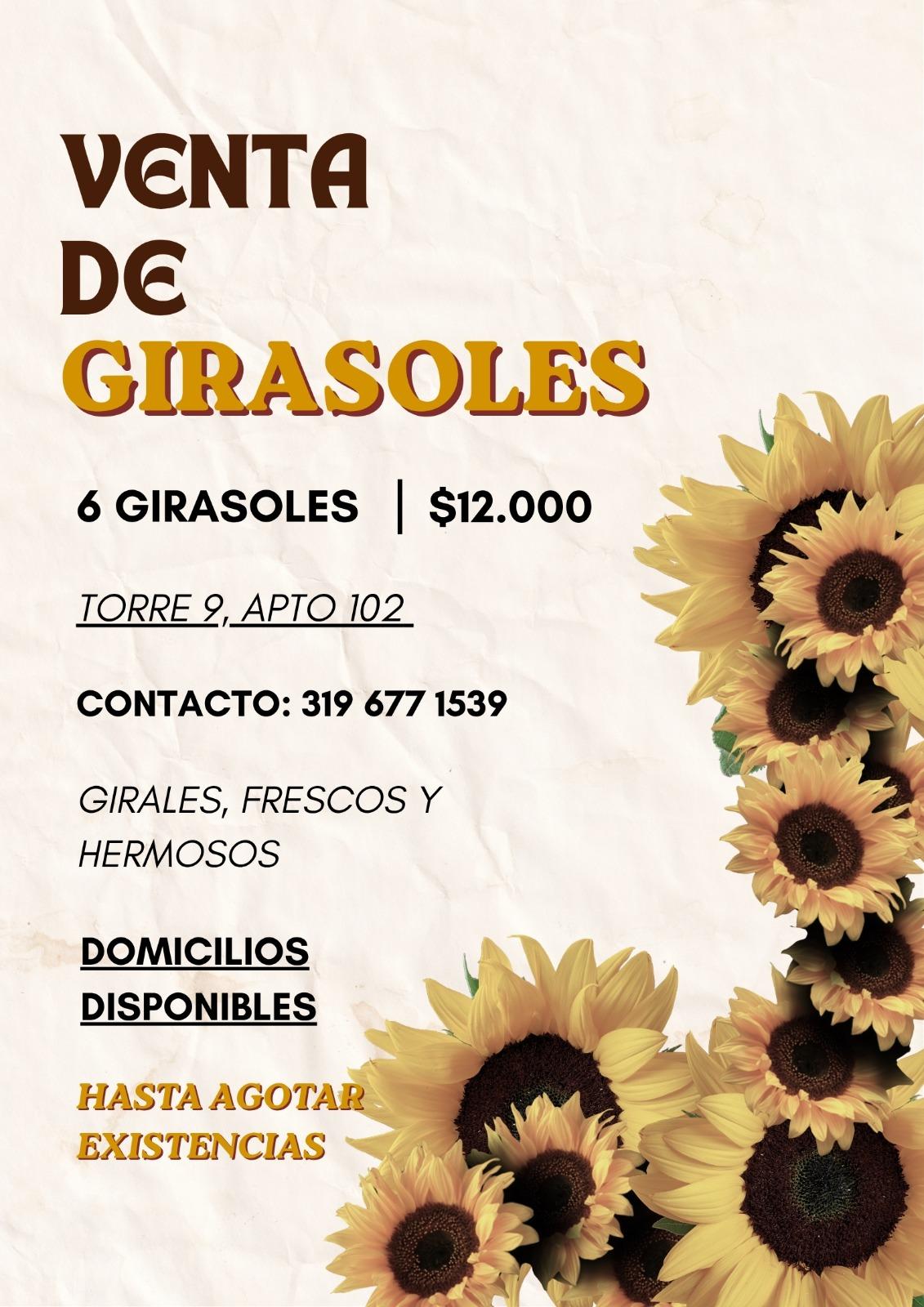 girasoles