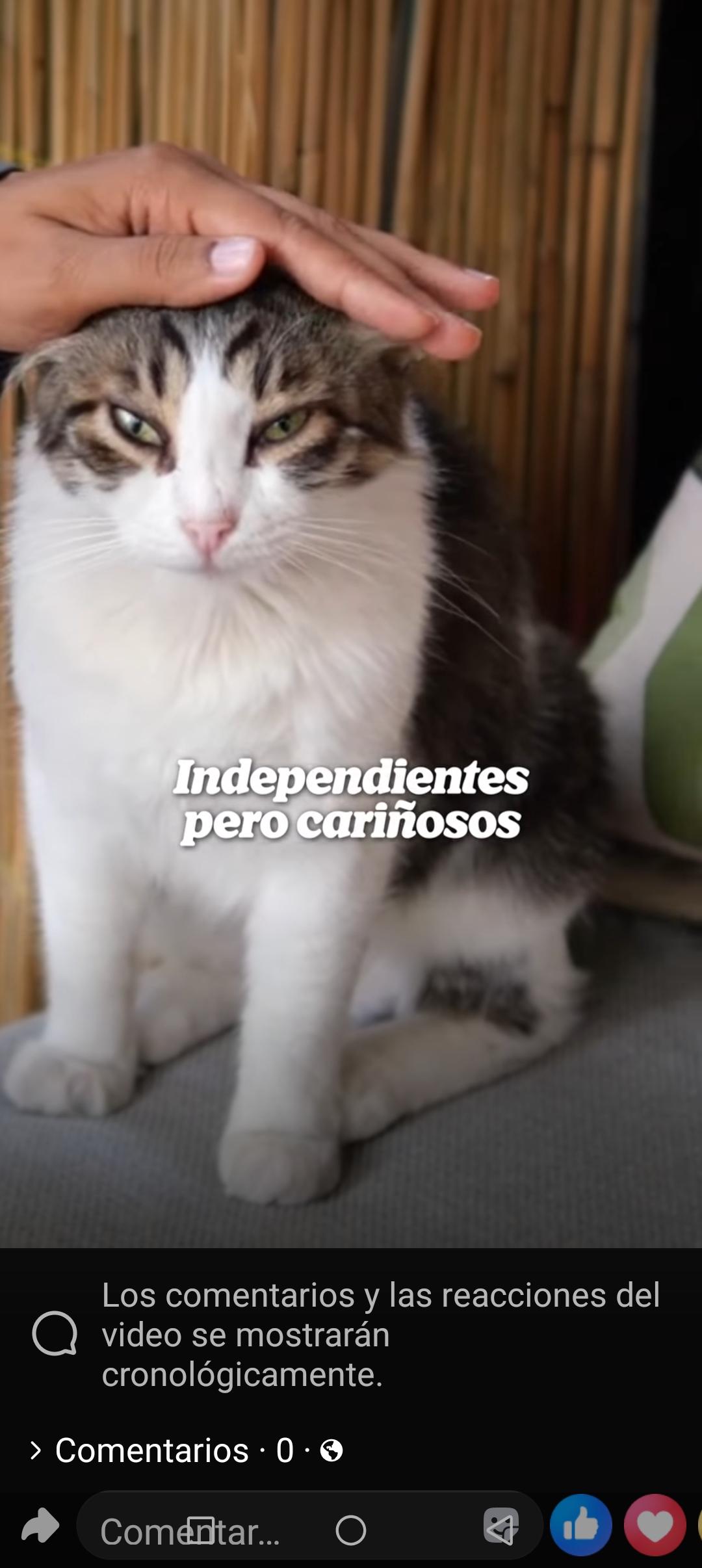 Mascota perdida gata tricolor se llama luna cada 8
