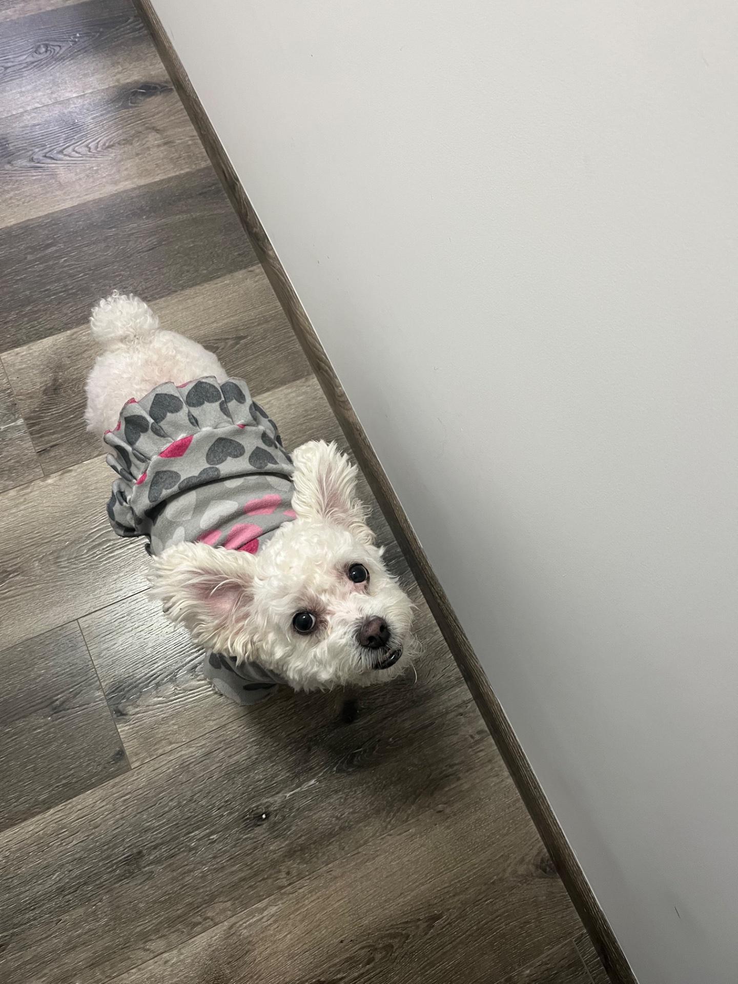 Servicios de Cuidado para Perros y Gatos