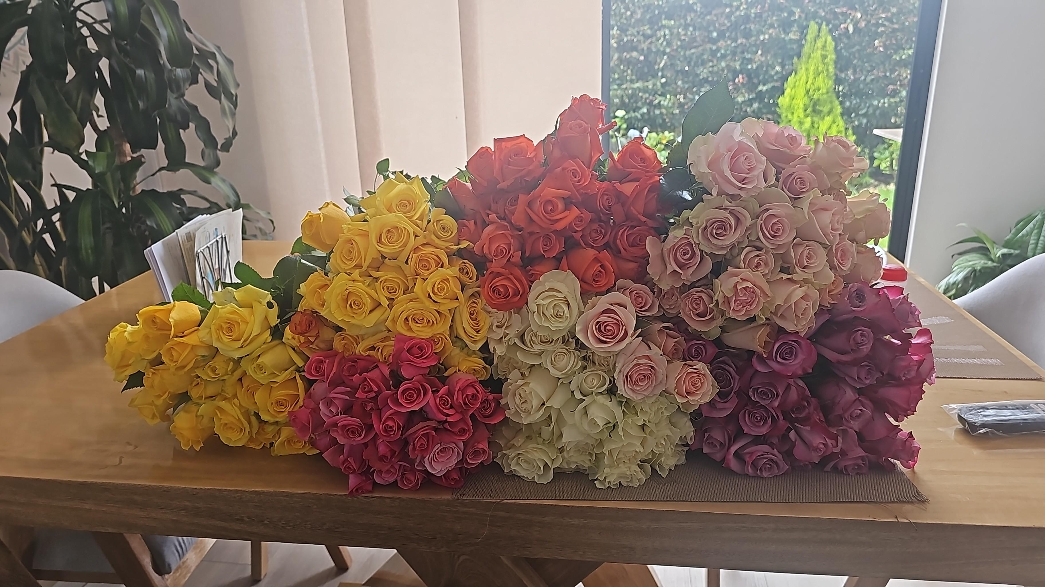 Rosas frescas de cultivo