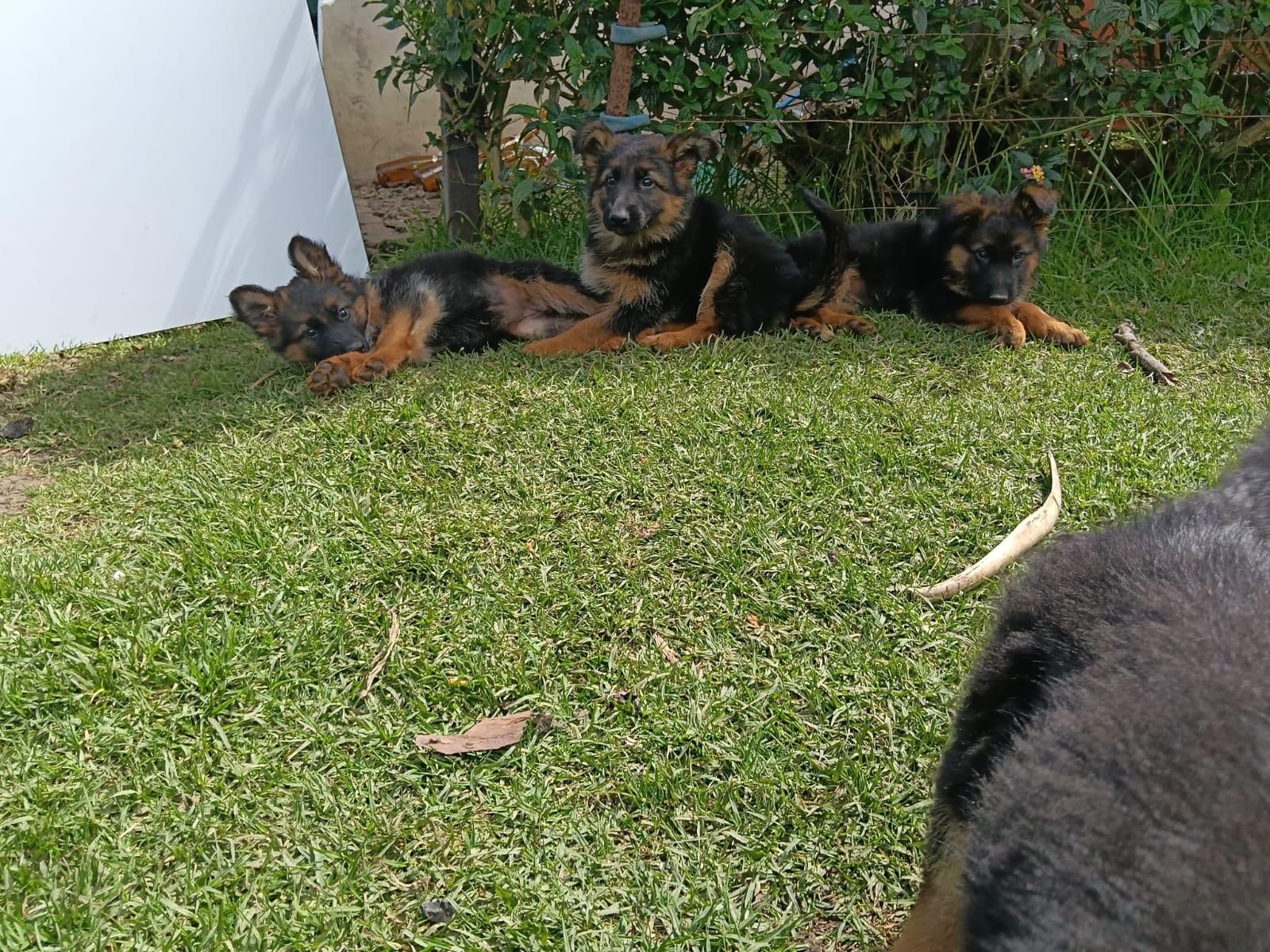 venta de cachorros de pastor alemán manto largo